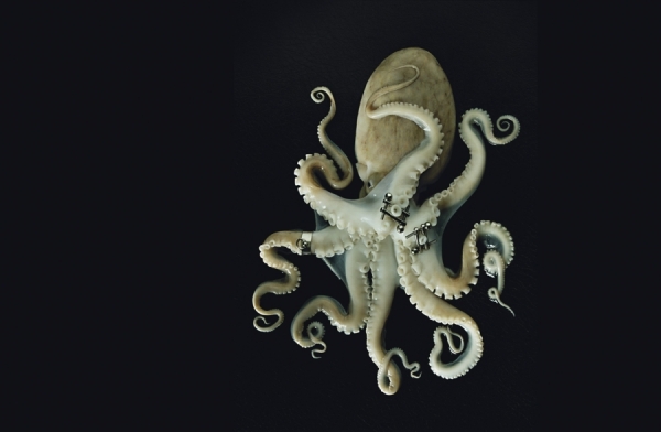 Photograph Andy Rudak Octopus on One Eyeland
